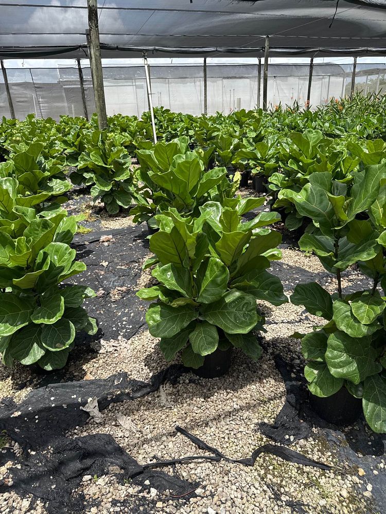 ficus-lyrata-suncoast-fiddle-leaf-fig-ficus-pandurata