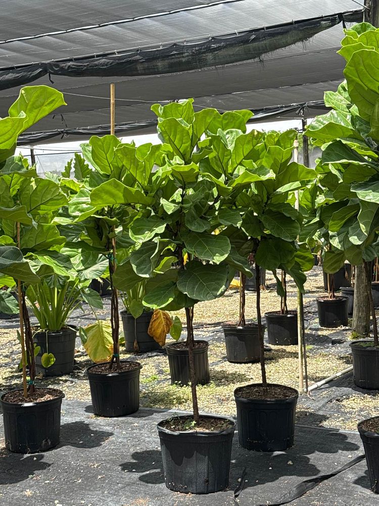ficus-lyrata-suncoast-fiddle-leaf-fig-ficus-pandurata