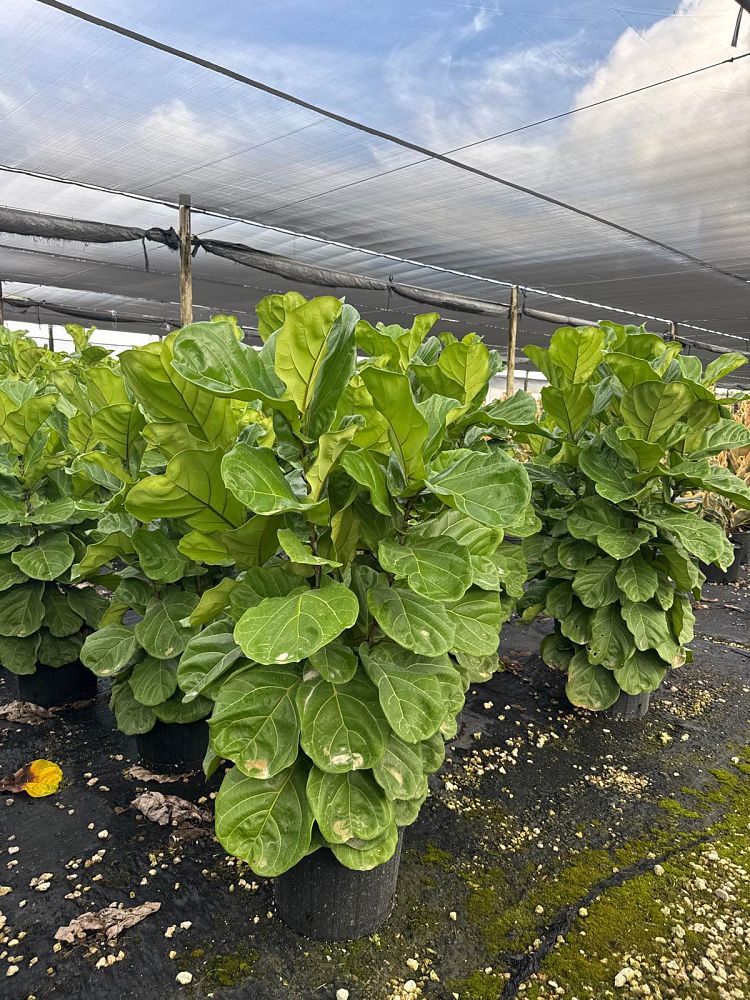 ficus-lyrata-suncoast-fiddle-leaf-fig-ficus-pandurata
