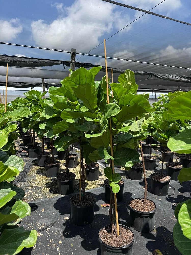 ficus-lyrata-suncoast-fiddle-leaf-fig-ficus-pandurata