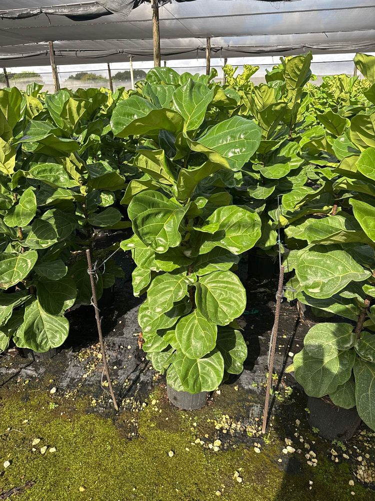ficus-lyrata-suncoast-fiddle-leaf-fig-ficus-pandurata