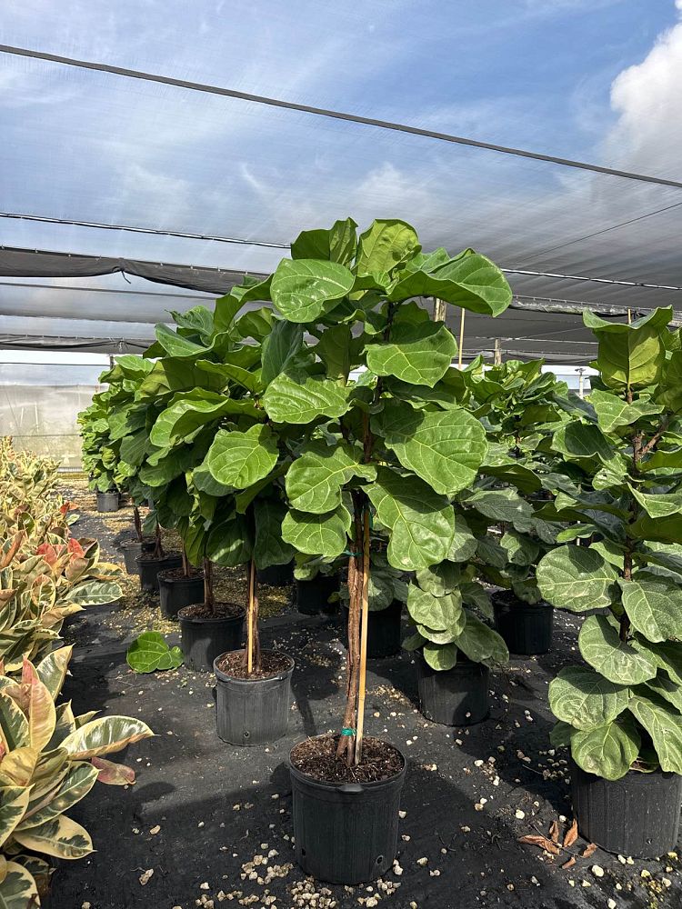 ficus-lyrata-suncoast-fiddle-leaf-fig-ficus-pandurata