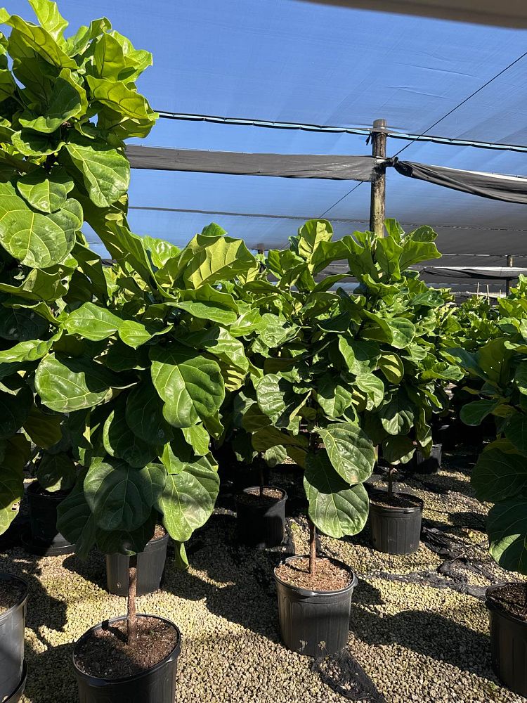 ficus-lyrata-suncoast-fiddle-leaf-fig-ficus-pandurata