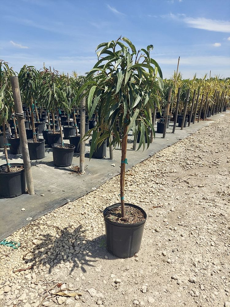 ficus-maclellandii-alii-fig-banana-leaf-ficus