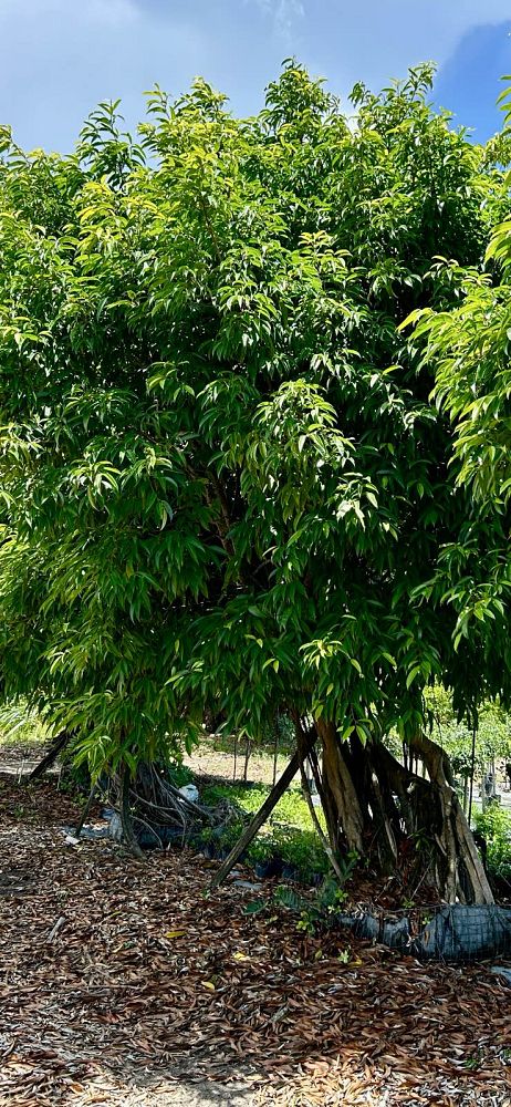 ficus-maclellandii-alii-fig-banana-leaf-ficus
