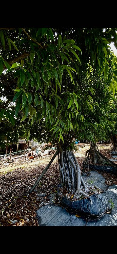 ficus-maclellandii-alii-fig-banana-leaf-ficus