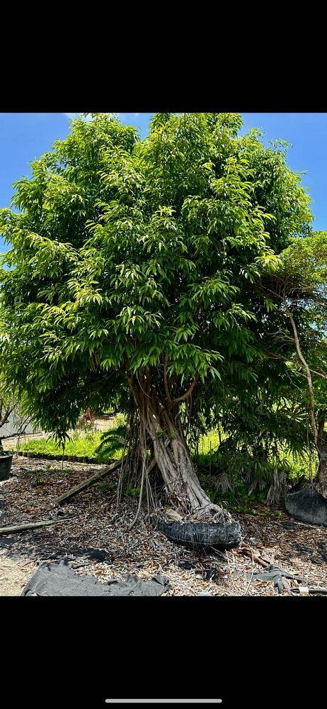 ficus-maclellandii-alii-fig-banana-leaf-ficus