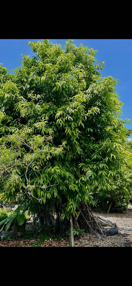 ficus-maclellandii-alii-fig-banana-leaf-ficus