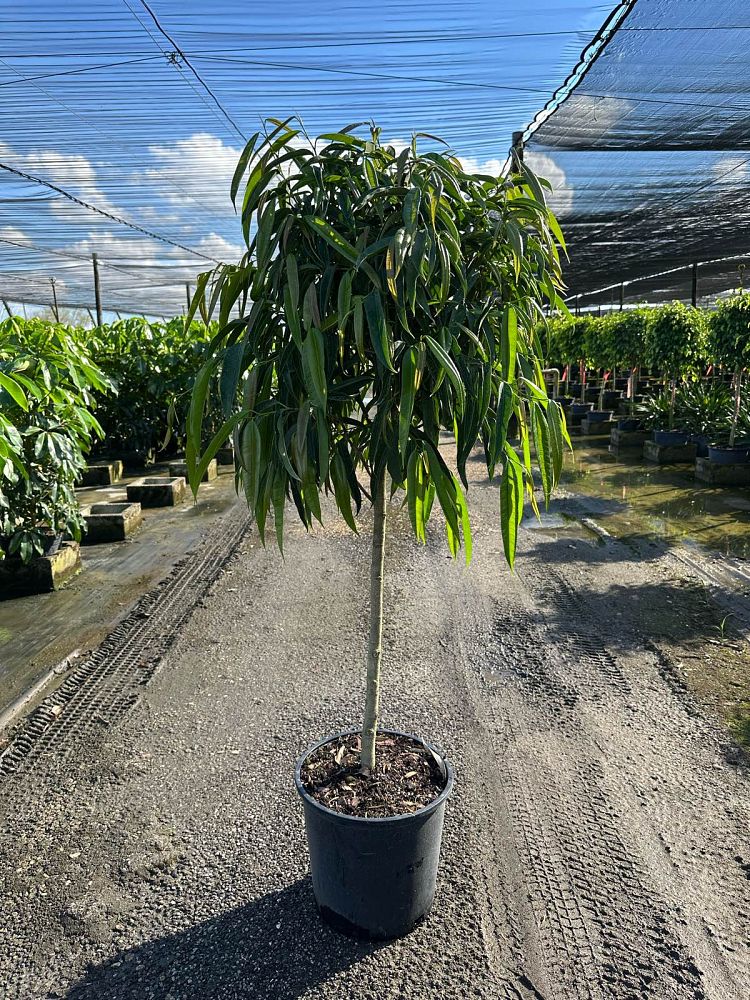 ficus-maclellandii-alii-fig-banana-leaf-ficus