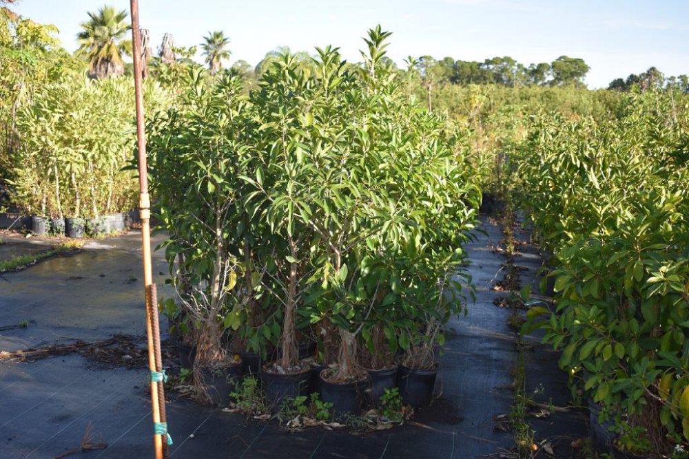 ficus-macrophylla-moreton-bay-fig