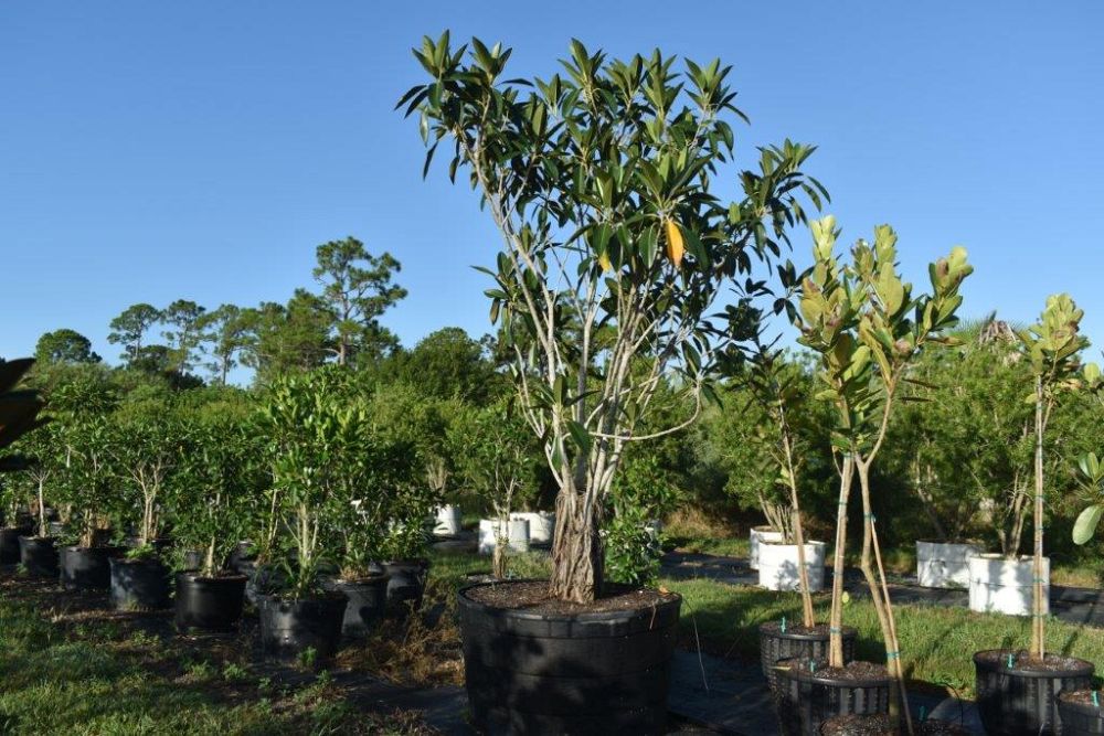 ficus-macrophylla-moreton-bay-fig