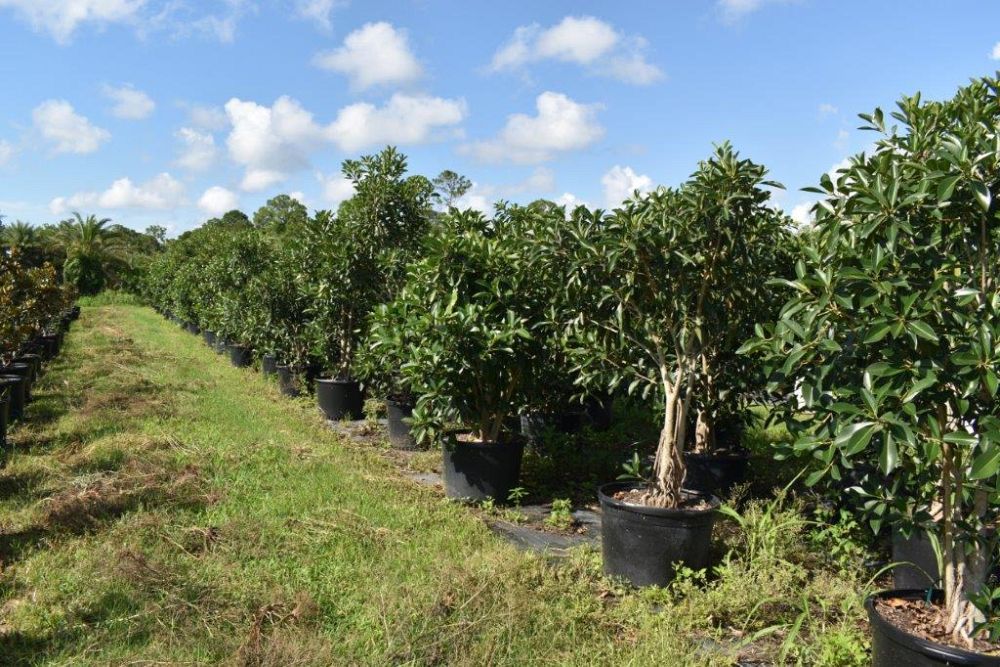 ficus-macrophylla-moreton-bay-fig