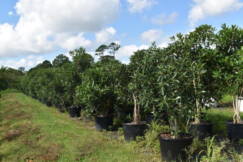 ficus-macrophylla-moreton-bay-fig