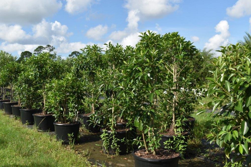 ficus-macrophylla-moreton-bay-fig