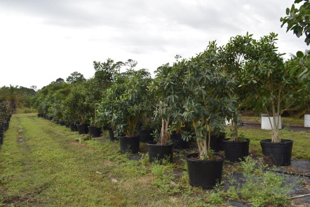 ficus-macrophylla-moreton-bay-fig