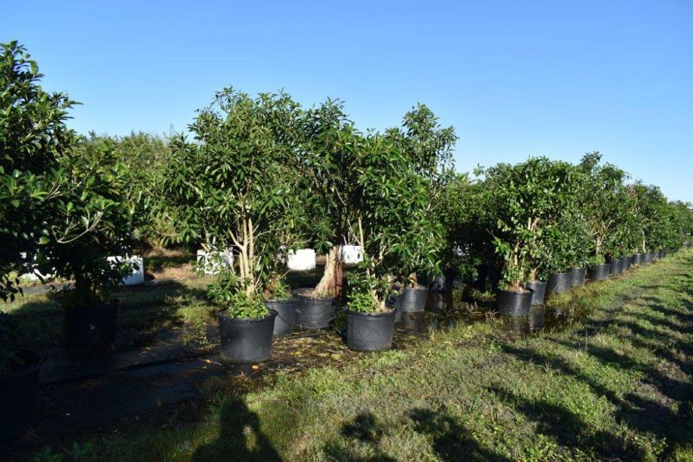 ficus-macrophylla-moreton-bay-fig