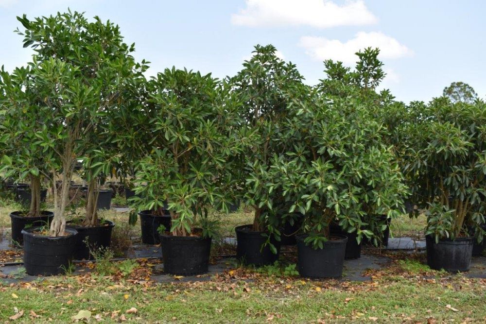 ficus-macrophylla-moreton-bay-fig