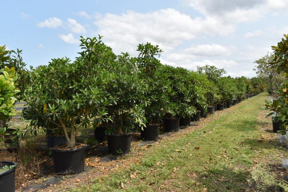 ficus-macrophylla-moreton-bay-fig