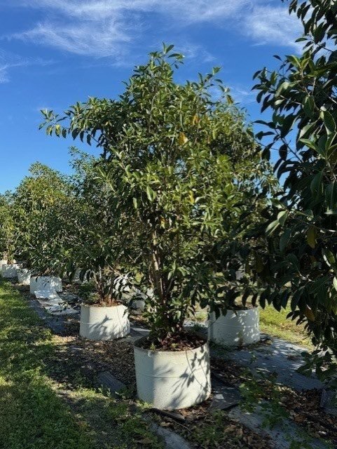 ficus-macrophylla-moreton-bay-fig