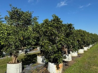 ficus-macrophylla-moreton-bay-fig