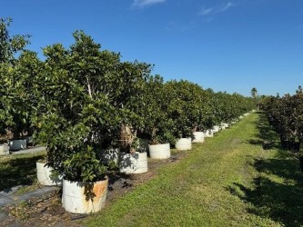 ficus-macrophylla-moreton-bay-fig