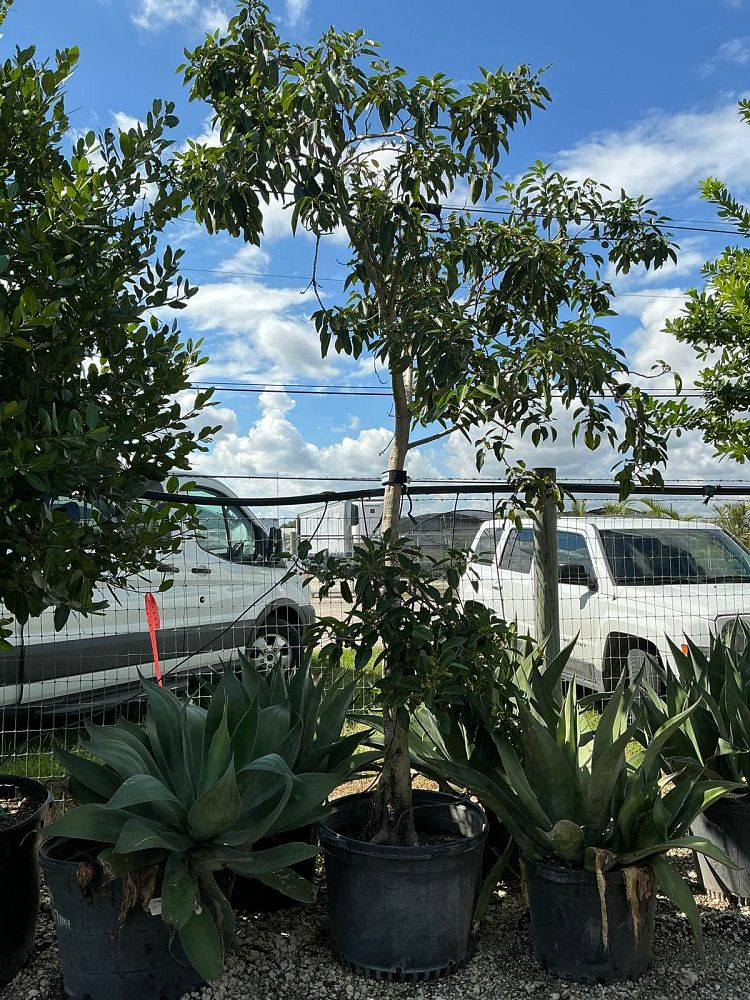 ficus-macrophylla-moreton-bay-fig