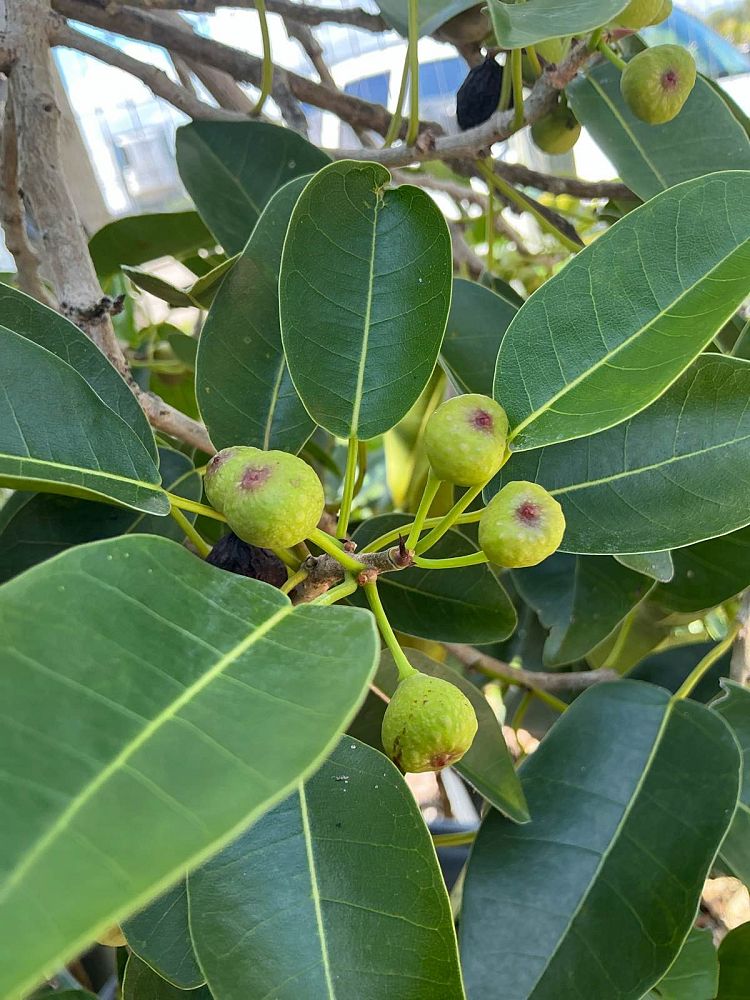ficus-macrophylla-moreton-bay-fig