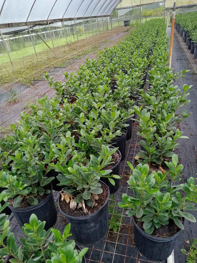 ficus-microcarpa-dwarf-green-island-ficus-green-island