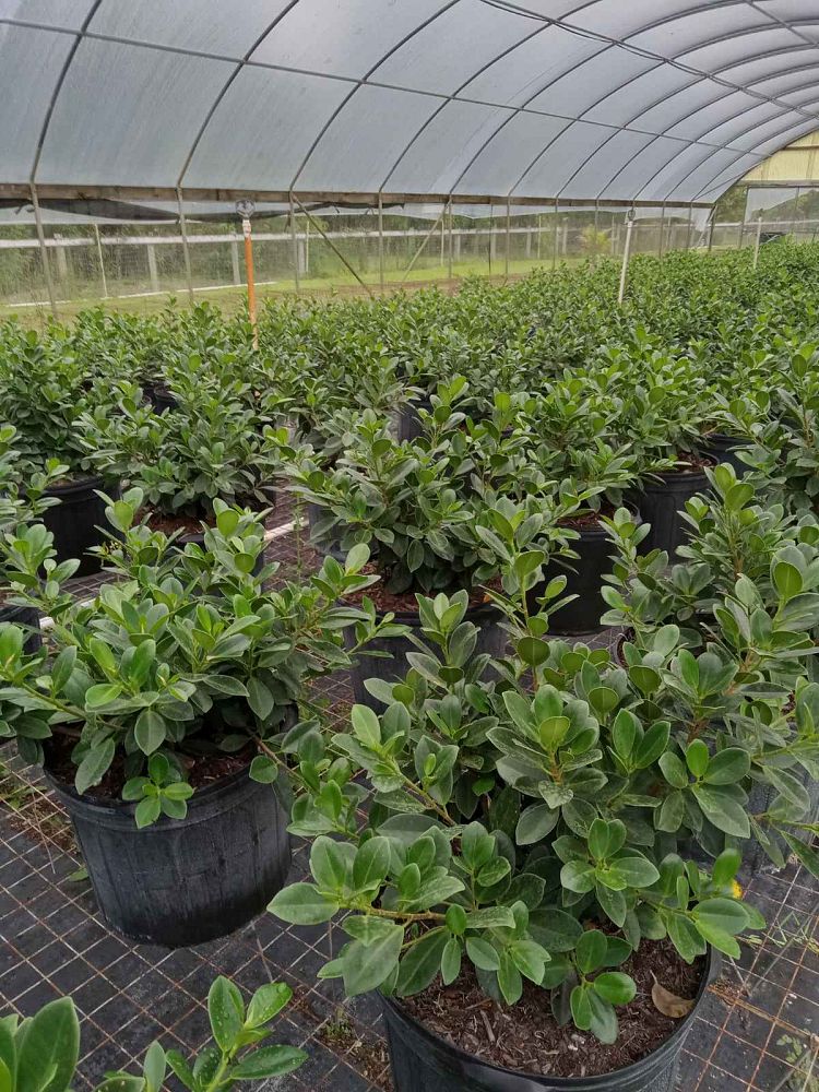 ficus-microcarpa-dwarf-green-island-ficus-green-island