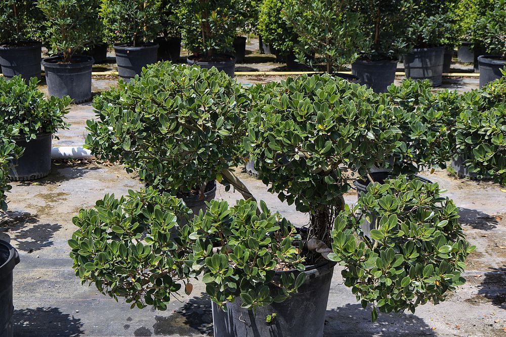 ficus-microcarpa-dwarf-green-island-ficus-green-island