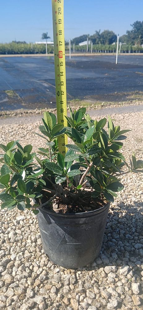 ficus-microcarpa-dwarf-green-island-ficus-green-island