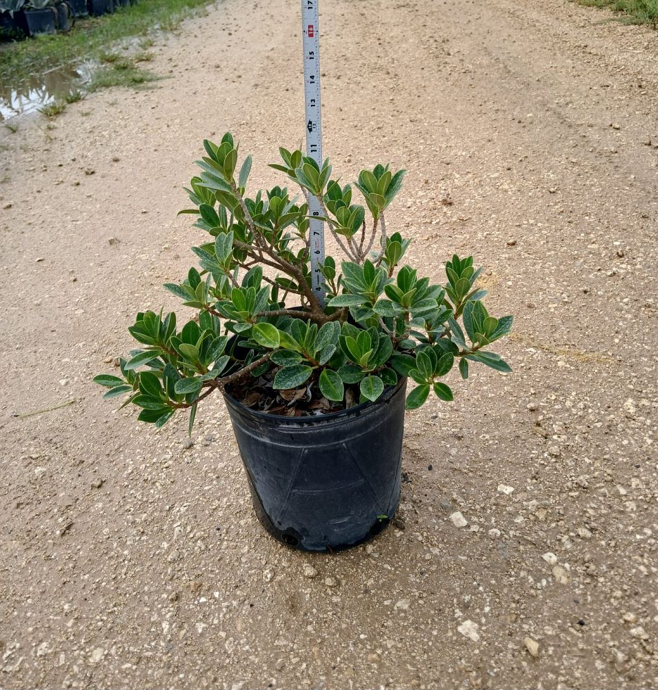 ficus-microcarpa-dwarf-green-island-ficus-green-island