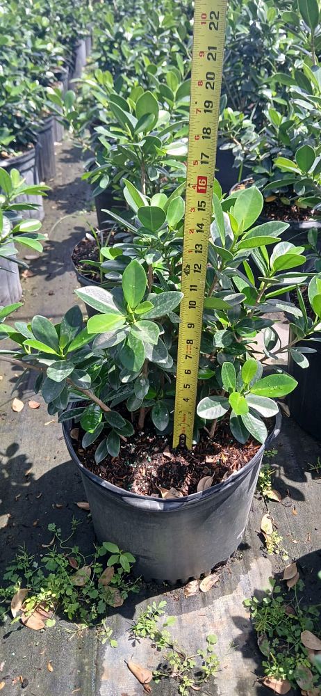 ficus-microcarpa-dwarf-green-island-ficus-green-island