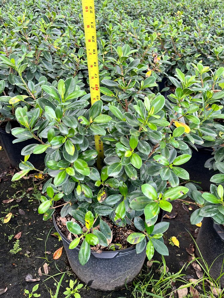ficus-microcarpa-dwarf-green-island-ficus-green-island