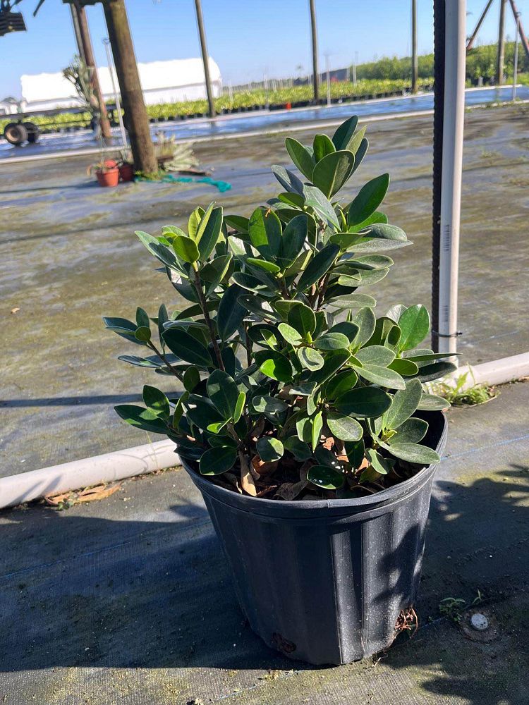 ficus-microcarpa-dwarf-green-island-ficus-green-island