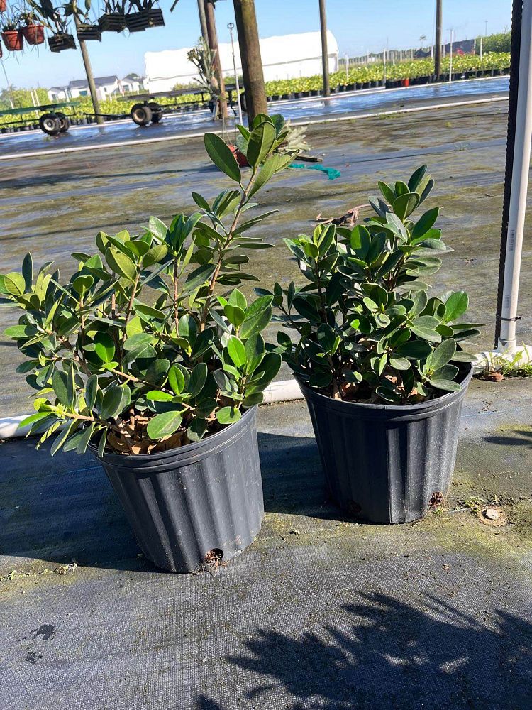 ficus-microcarpa-dwarf-green-island-ficus-green-island