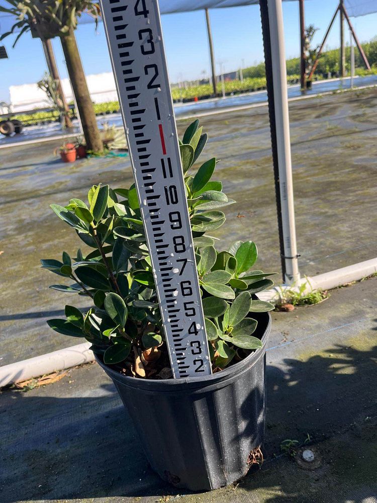 ficus-microcarpa-dwarf-green-island-ficus-green-island