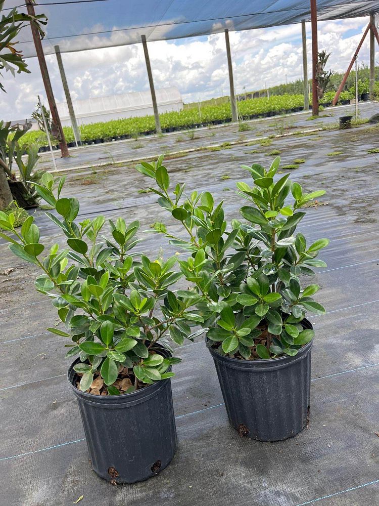 ficus-microcarpa-dwarf-green-island-ficus-green-island