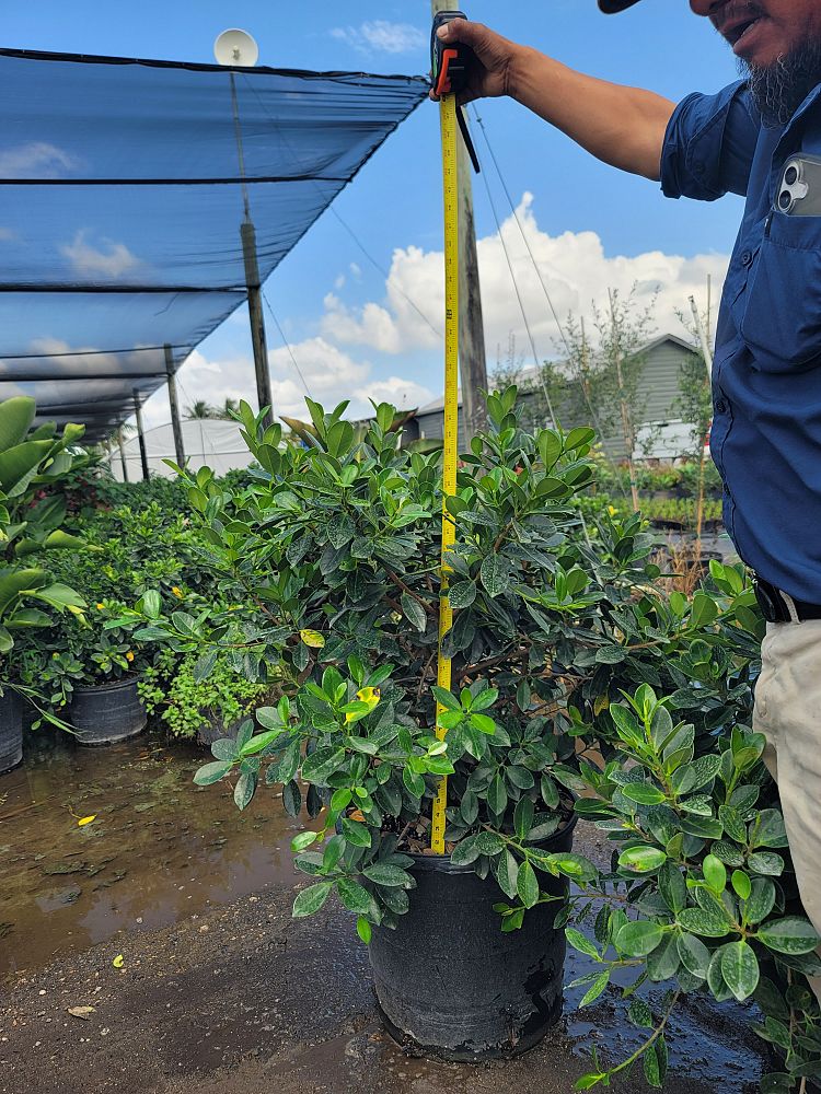 ficus-microcarpa-dwarf-green-island-ficus-green-island