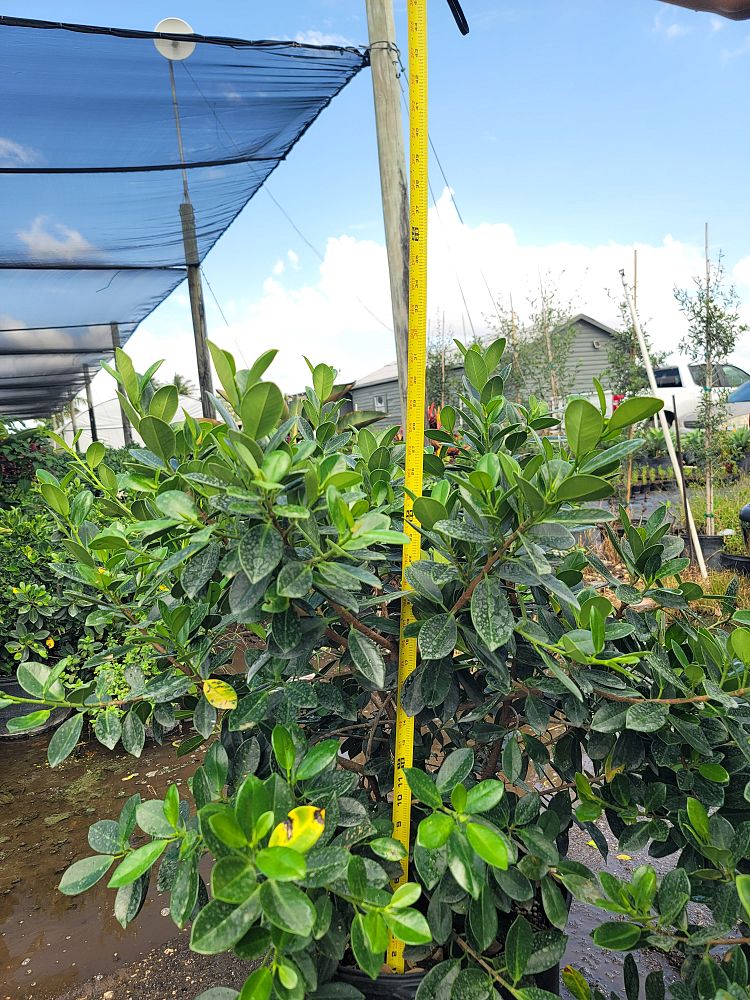 ficus-microcarpa-dwarf-green-island-ficus-green-island