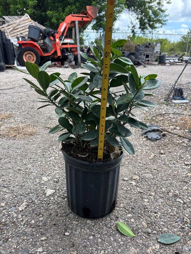 ficus-microcarpa-dwarf-green-island-ficus-green-island