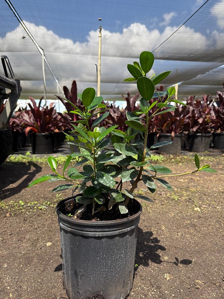 ficus-microcarpa-dwarf-green-island-ficus-green-island