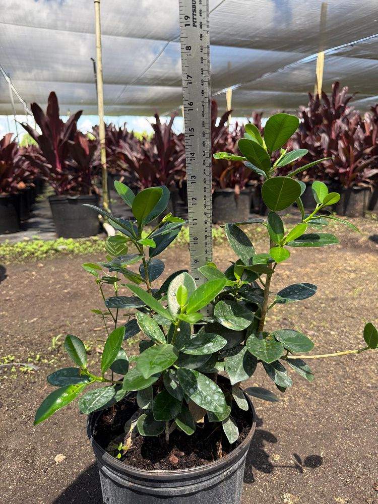 ficus-microcarpa-dwarf-green-island-ficus-green-island