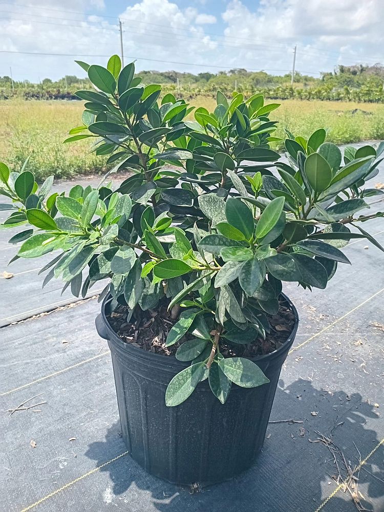 ficus-microcarpa-dwarf-green-island-ficus-green-island