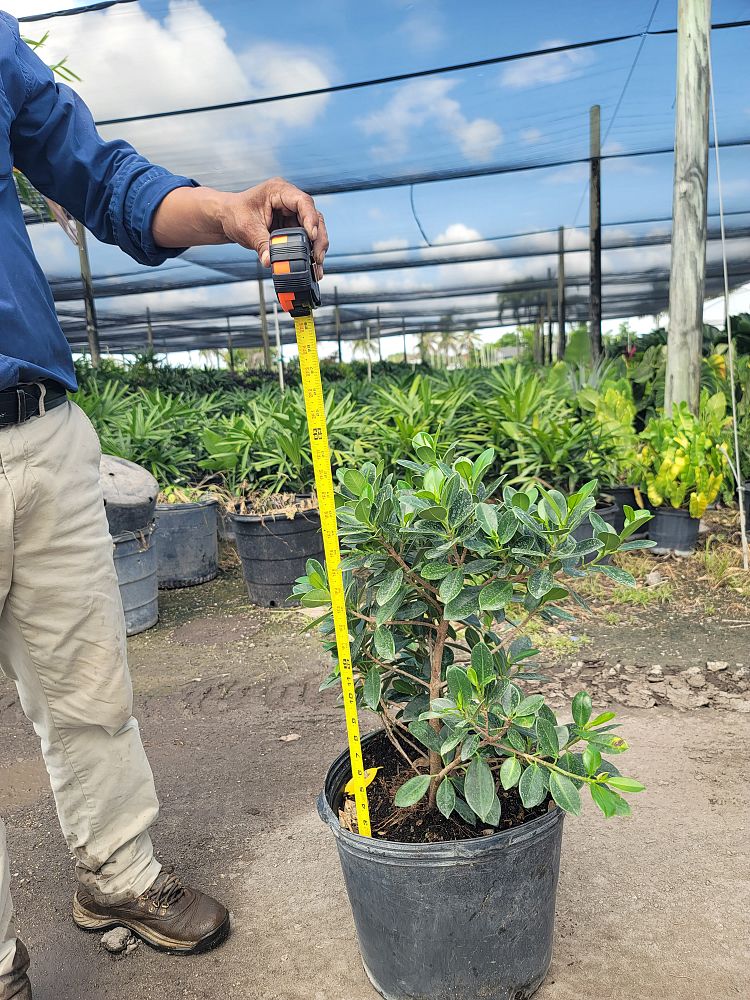 ficus-microcarpa-dwarf-green-island-ficus-green-island
