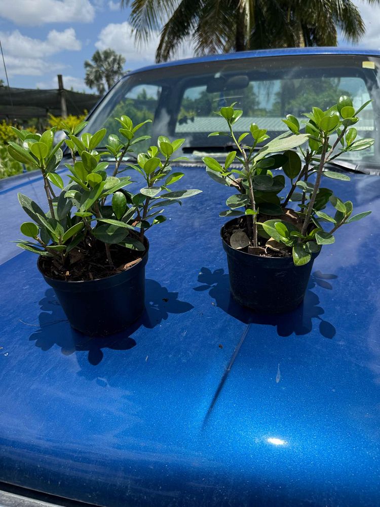 ficus-microcarpa-dwarf-green-island-ficus-green-island