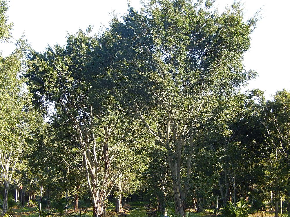 ficus-microcarpa-ficus-nitida-indian-cuban-laurel