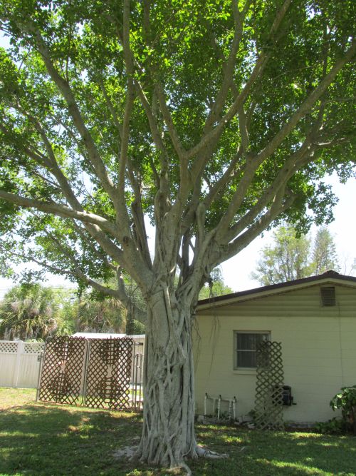 ficus-microcarpa-ficus-nitida-indian-cuban-laurel