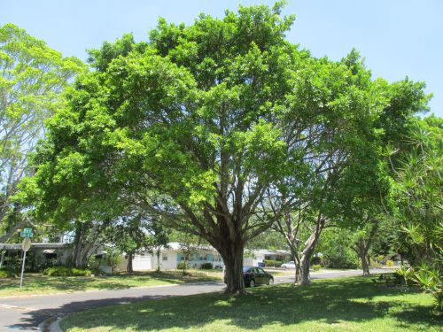 ficus-microcarpa-ficus-nitida-indian-cuban-laurel
