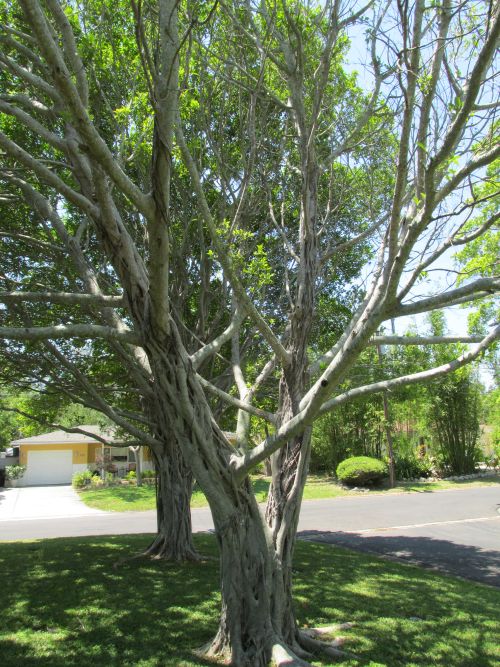 ficus-microcarpa-ficus-nitida-indian-cuban-laurel